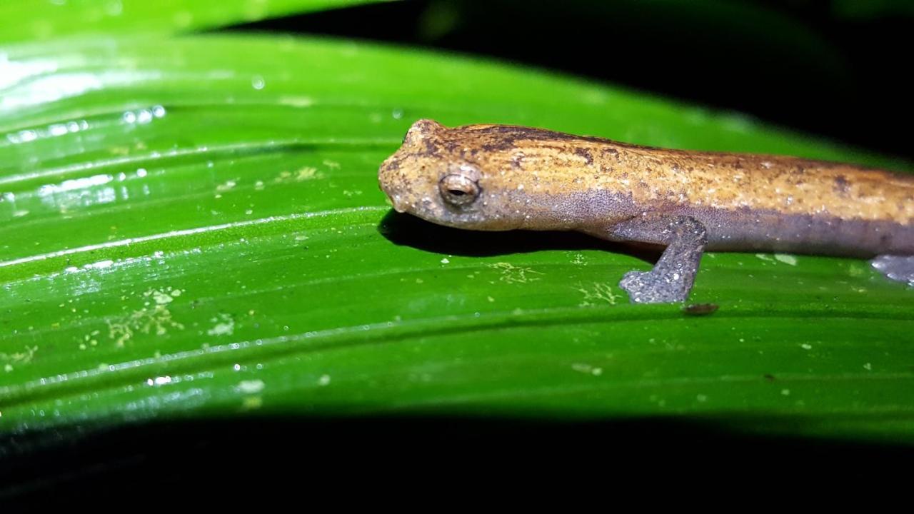 Estacion Biologica Las Cruces Y Jardin Botanico Wilson Σαν Βίτο Εξωτερικό φωτογραφία