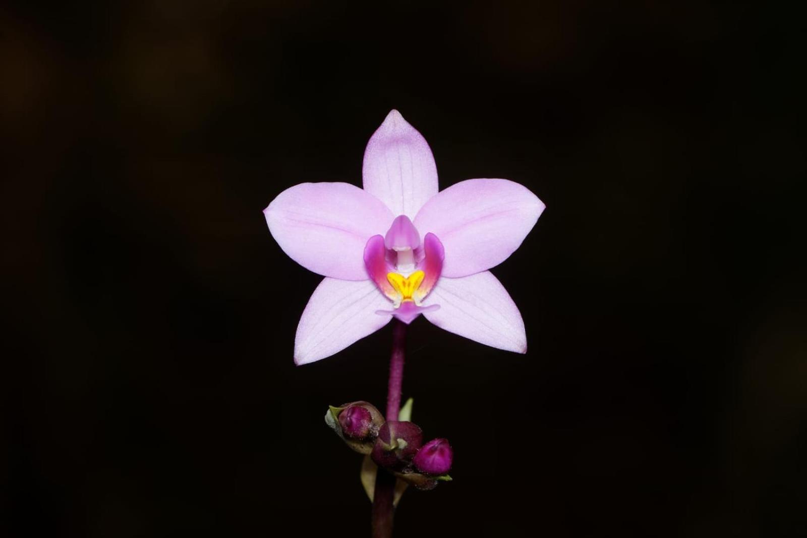 Estacion Biologica Las Cruces Y Jardin Botanico Wilson Σαν Βίτο Εξωτερικό φωτογραφία