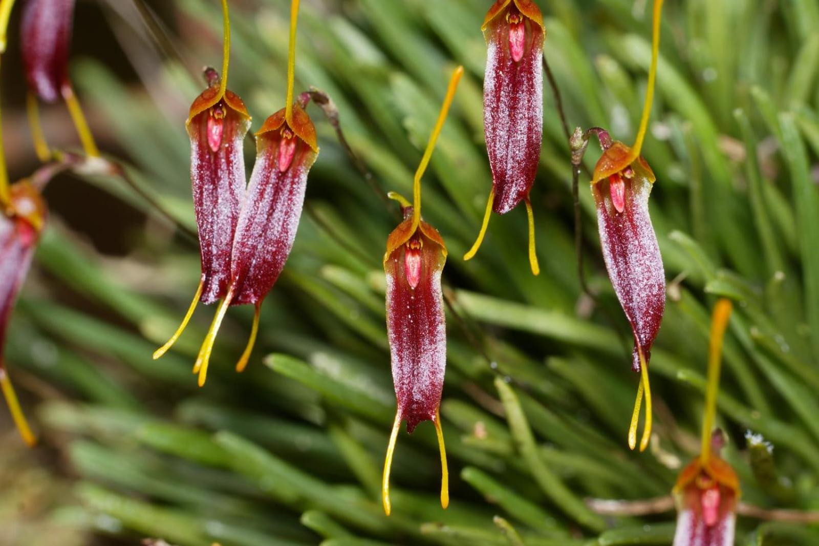 Estacion Biologica Las Cruces Y Jardin Botanico Wilson Σαν Βίτο Εξωτερικό φωτογραφία