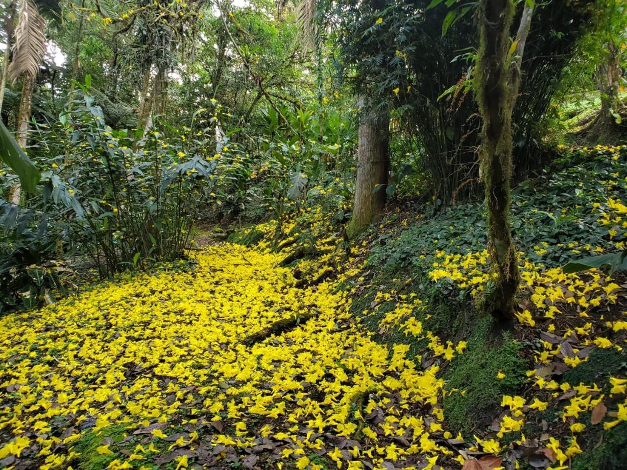 Estacion Biologica Las Cruces Y Jardin Botanico Wilson Σαν Βίτο Εξωτερικό φωτογραφία
