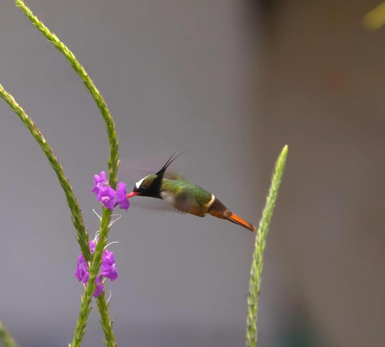 Estacion Biologica Las Cruces Y Jardin Botanico Wilson Σαν Βίτο Εξωτερικό φωτογραφία