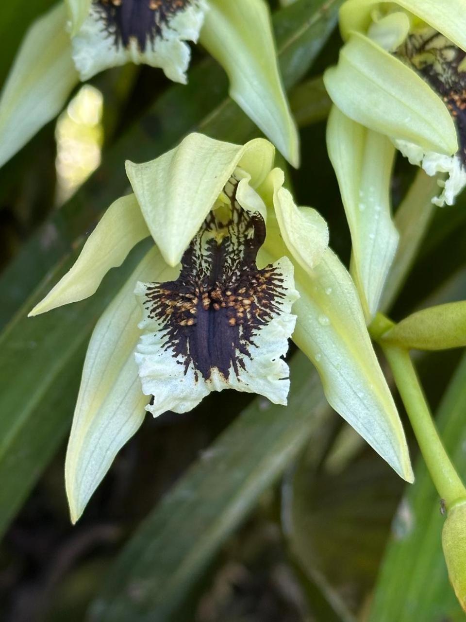 Estacion Biologica Las Cruces Y Jardin Botanico Wilson Σαν Βίτο Εξωτερικό φωτογραφία