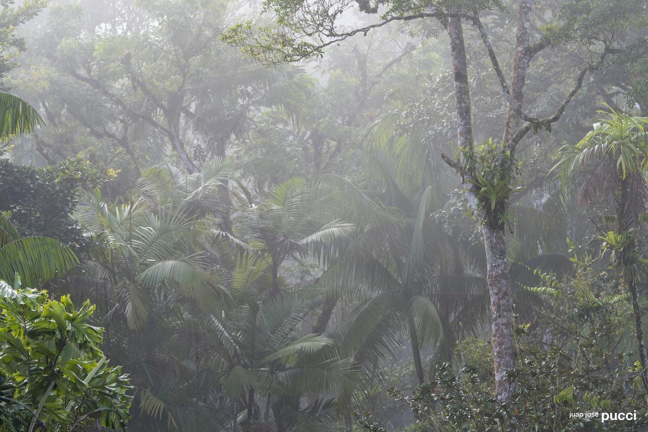 Estacion Biologica Las Cruces Y Jardin Botanico Wilson Σαν Βίτο Εξωτερικό φωτογραφία